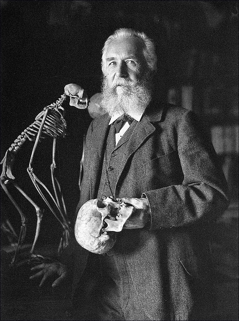 Ernst Haeckel Memo-Spiel