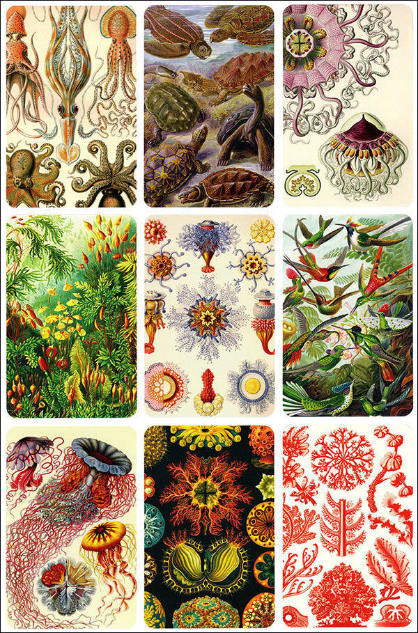 Ernst Haeckel Memo-Spiel