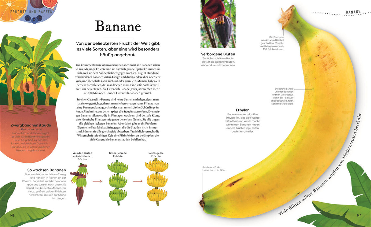 Große und kleine Schätze der Natur. Pflanzen