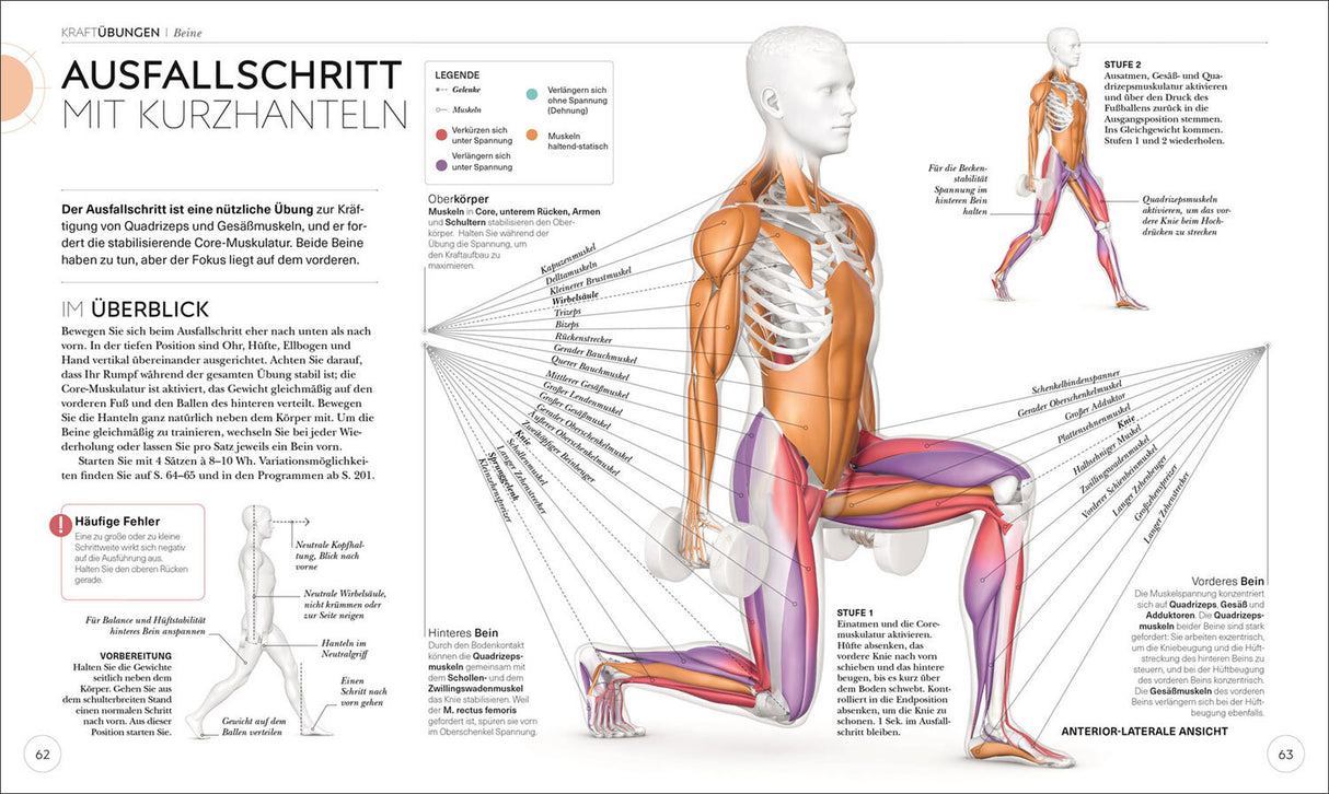 Krafttraining. Die Anatomie verstehen!