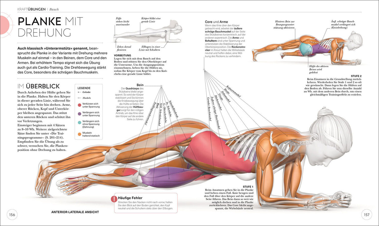 Krafttraining. Die Anatomie verstehen!
