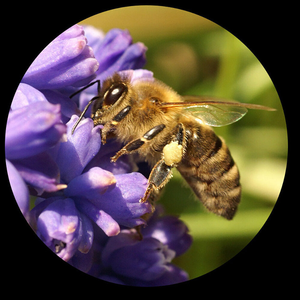 MINOX MS 8x25 Macroscope