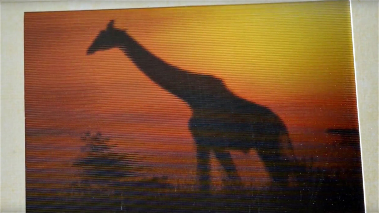 Safari - Eine atemberaubende Erfahrung!