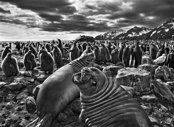 Sebastiao Salgado. Genesis