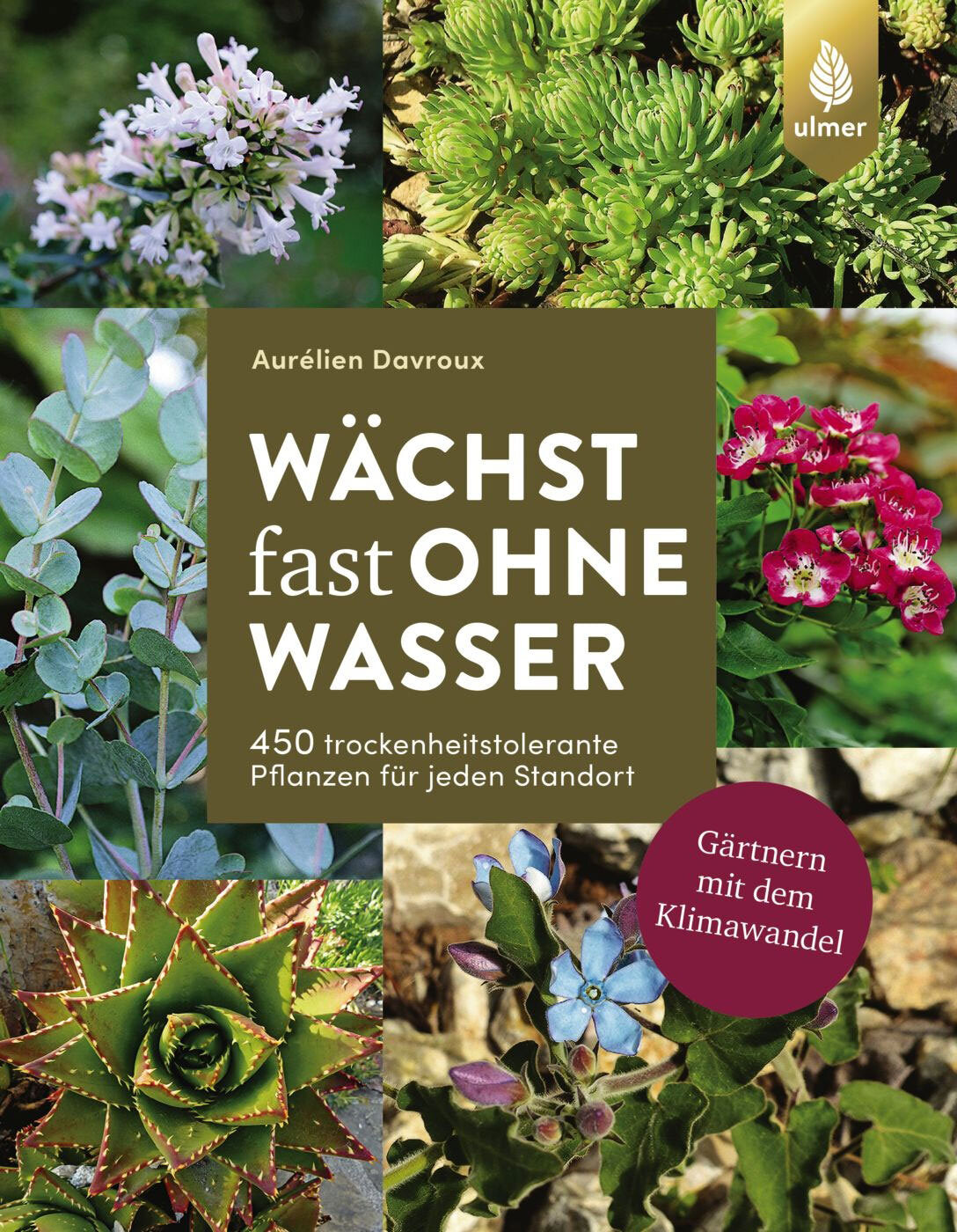 Wächst fast ohne Wasser.