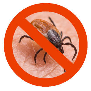 Zecke auf Haut mit rotem Verbotssymbol darüber.