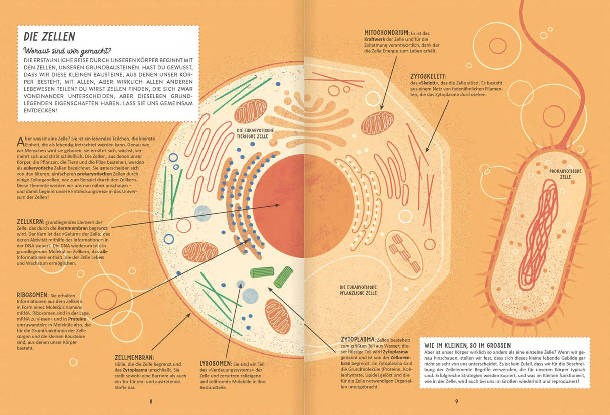 Schematische Illustration einer Zelle mit Beschriftungen zu Zellkern, Mitochondrium, Zytoskelett, Zellmembran, Ribosomen, Lysosome