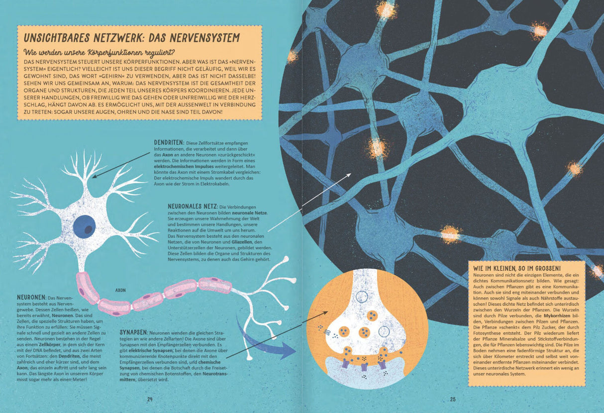 Illustration eines neuronalen Netzwerks mit Nervenzellen, Axonen und Synapsen, begleitet von erklärendem Text.