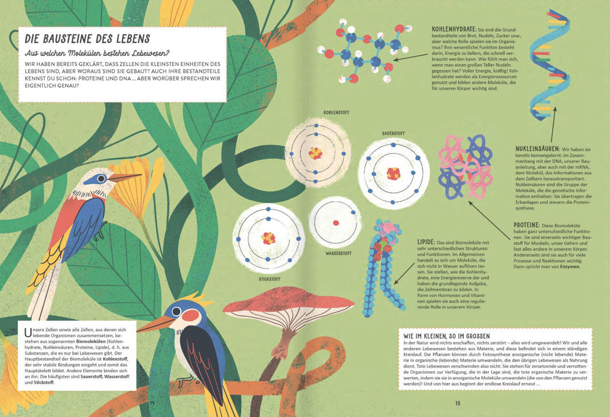 Illustration von Vögeln, Pflanzen, Molekülen und Text über die Bausteine des Lebens und deren Funktionen.