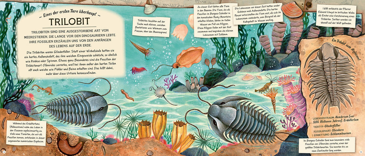 Fossilien – Schätze von Ammoniten bis zum T. Rex.