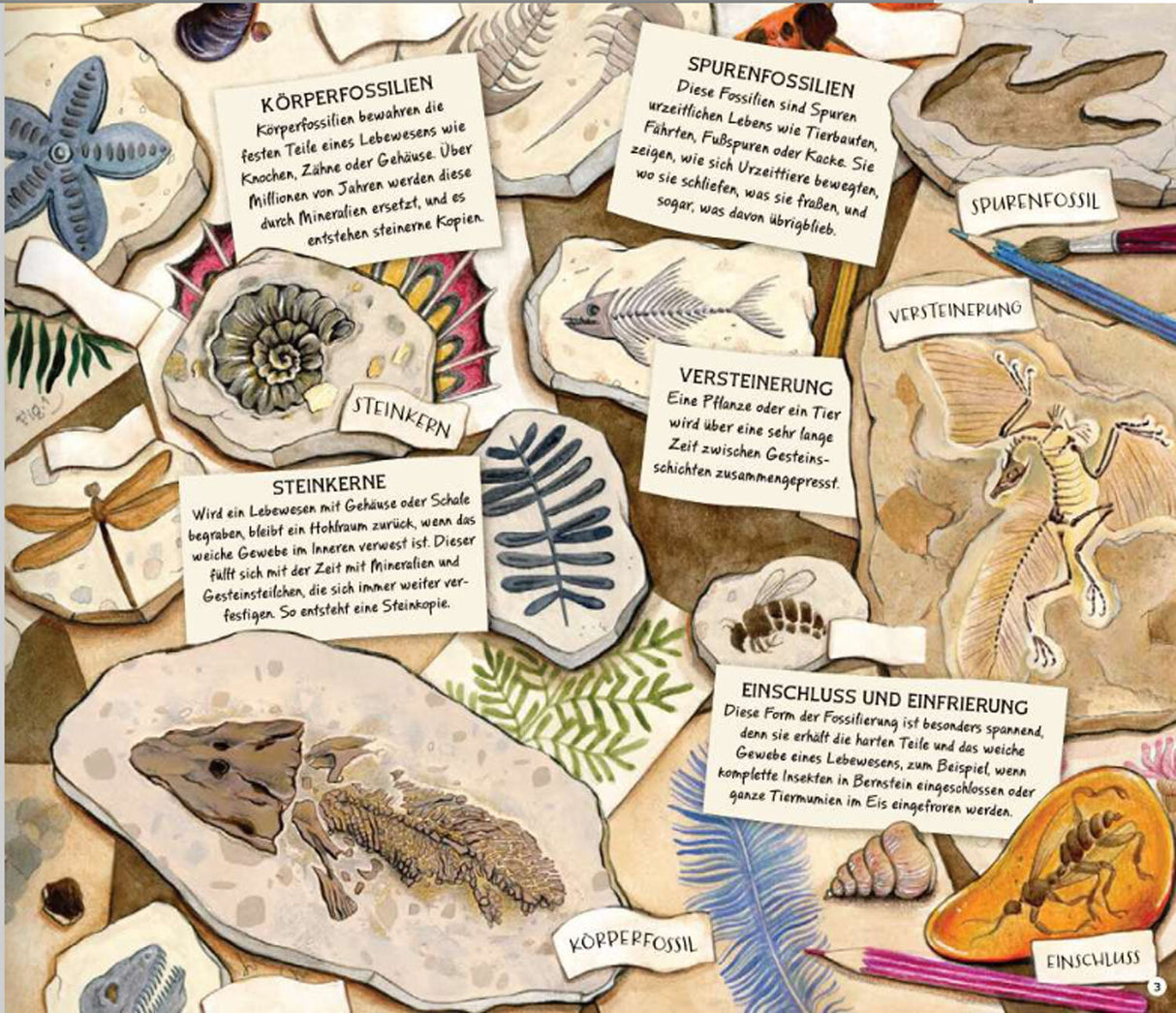 Fossilien – Schätze von Ammoniten bis zum T. Rex.