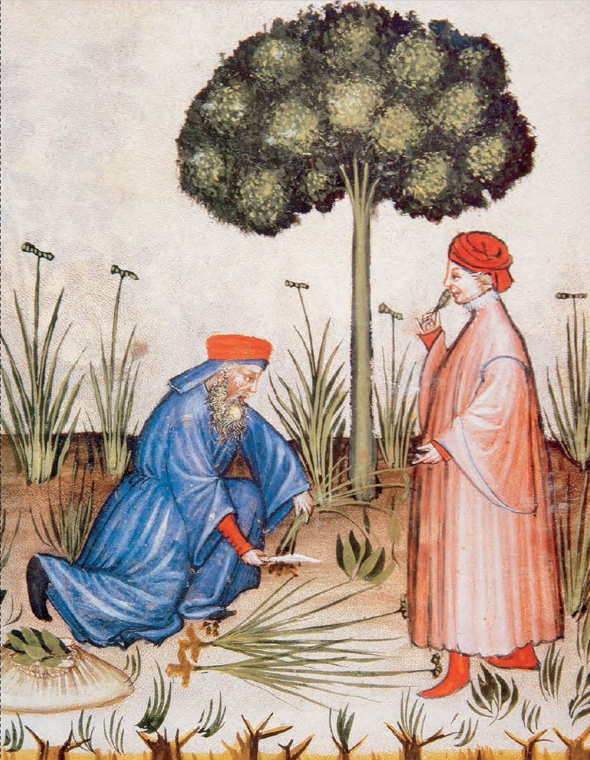 Die ganze Welt der Heilpflanzen.