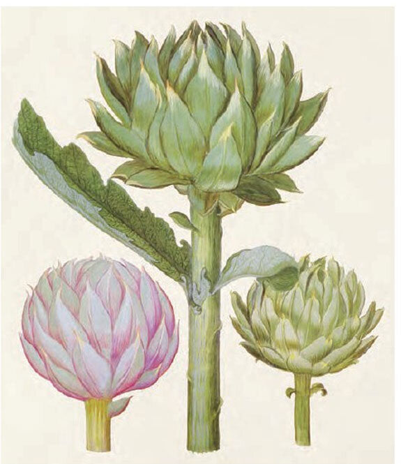 Die ganze Welt der Heilpflanzen.