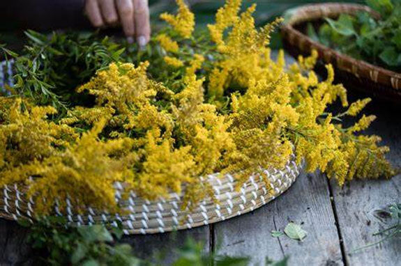 Die ganze Welt der Heilpflanzen.