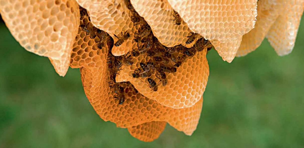 Die Kunst der Bienen