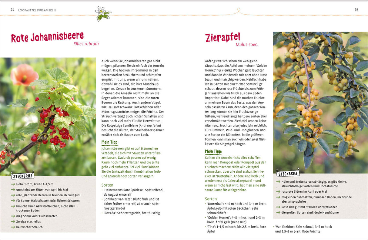 Meise mag Melisse.