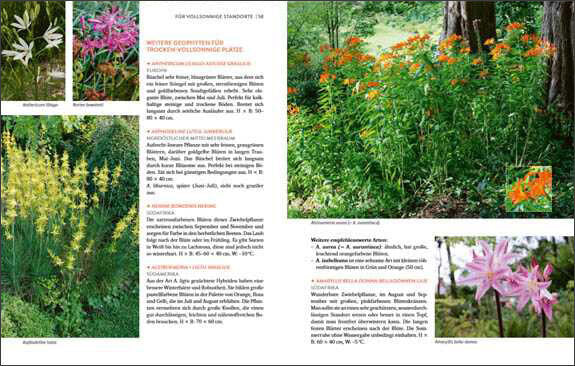 Wächst fast ohne Wasser.