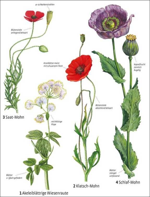 Vergleich von vier Mohnarten mit Blüten, Blättern und Wuchsstil.