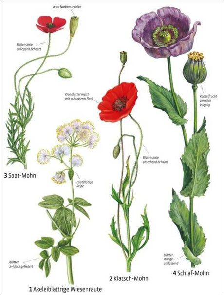 Vergleich von vier Mohnarten mit Blüten, Blättern und Wuchsstil.
