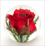 Rote getrocknete Rose in einer transparenten Kugel mit grünen Zweigen.