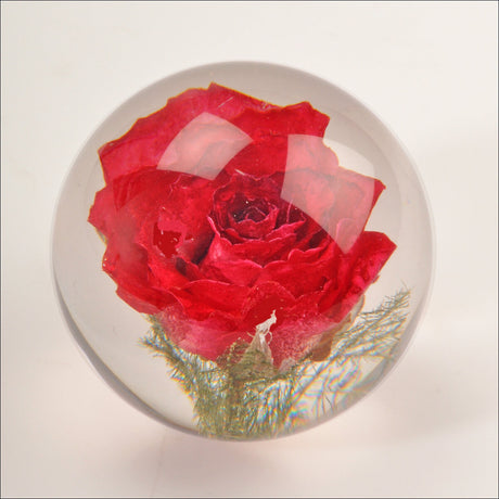 Rote Rose in einer Glaskugel, mit Wasser gefüllt, gegen weißen Hintergrund.