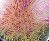 Nahaufnahme einer Blüte mit gelben, braunen und lila Strukturen, die an Samen oder Staubblätter erinnern.