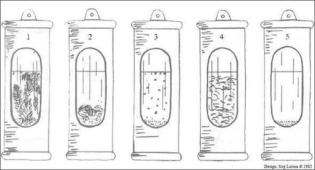 Fünf durchsichtige Röhrchen mit verschiedenen Pflanzen- und Wasserproben, nummeriert 1 bis 5.