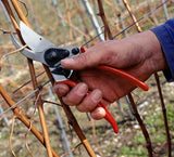 Hand schneidet Reben mit Gartenschere an einem Weinstock.