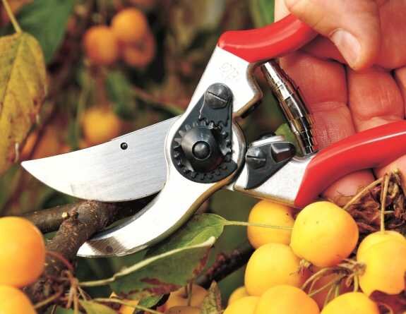 Hand schneidet gelbe Früchte mit einer Gartenschere von einem Ast.