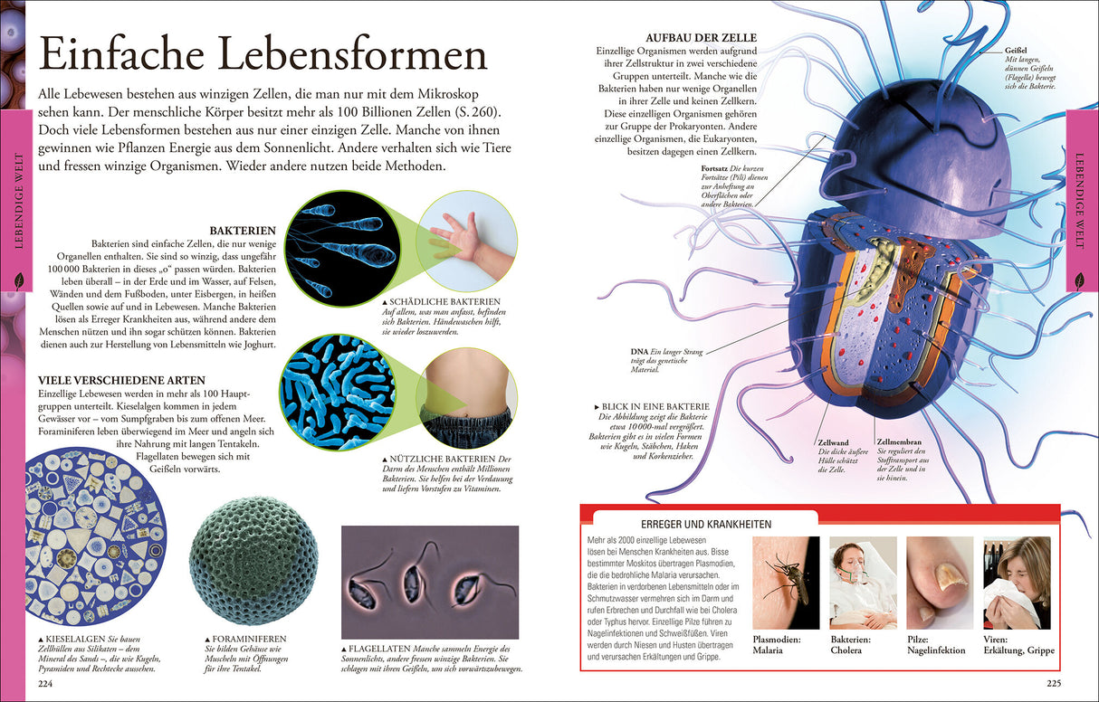 Diagramm und Text über Lebewesen, Bakterien, Zellaufbau, Bakterientypen und Krankheiten.