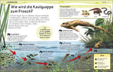 Illustration des Entwicklungsprozesses einer Kaulquappe vom Ei bis zum Frosch mit Beschreibungen und einem Quiz.