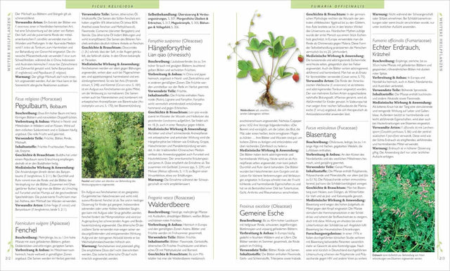 Seiten mit Text über verschiedene Pflanzenarten, deren Beschreibung, Verwendung und medizinische Wirkung.