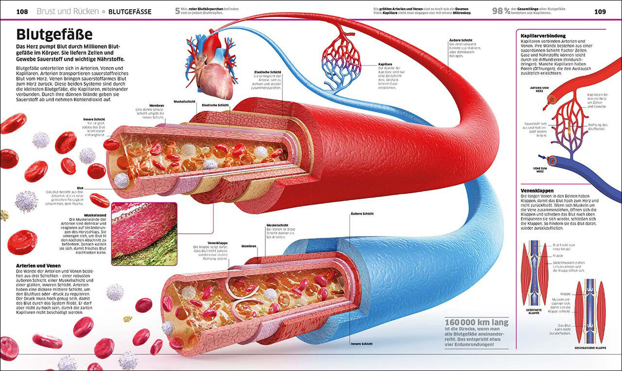 Grafik einer Arterie mit Blutfluss, zeigt innere und äußere Schichten sowie Kapillaren, Venenschlauch und Blutkörperchen.