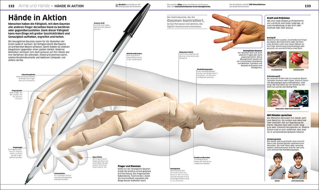 Hand mit Stift, anatomisch dargestellt, zeigt die Knochen und Gelenke der Finger und des Handgelenks.
