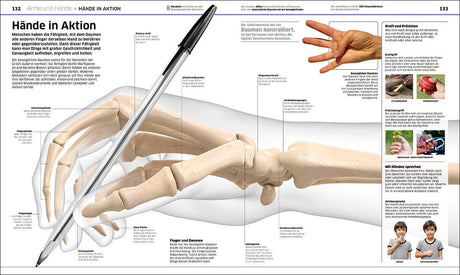 Hand mit Stift, anatomisch dargestellt, zeigt die Knochen und Gelenke der Finger und des Handgelenks.