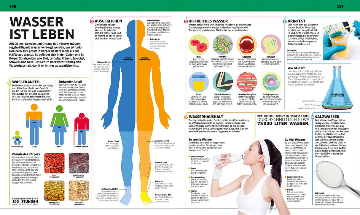 Grafik zeigt den Wasserhaushalt des Körpers, Wasseranteil, Funktionen und Bedeutung für Gesundheit.