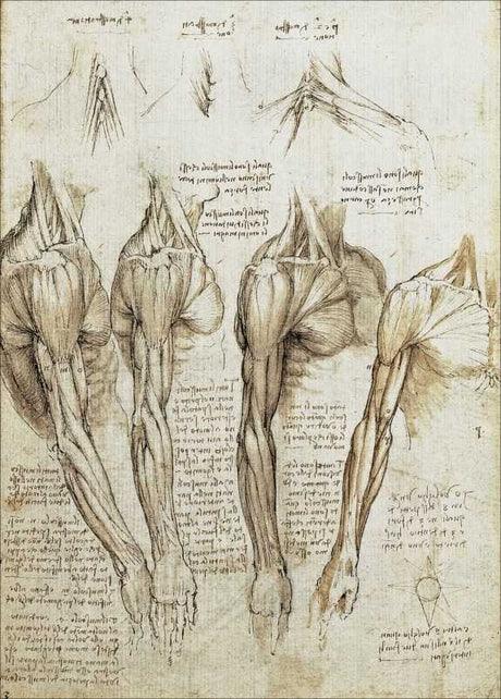 Skizzen und anatomische Studien von menschlichen Armen und Schultern, mit Notizen in spiegelverkehrtem Schriftstil.