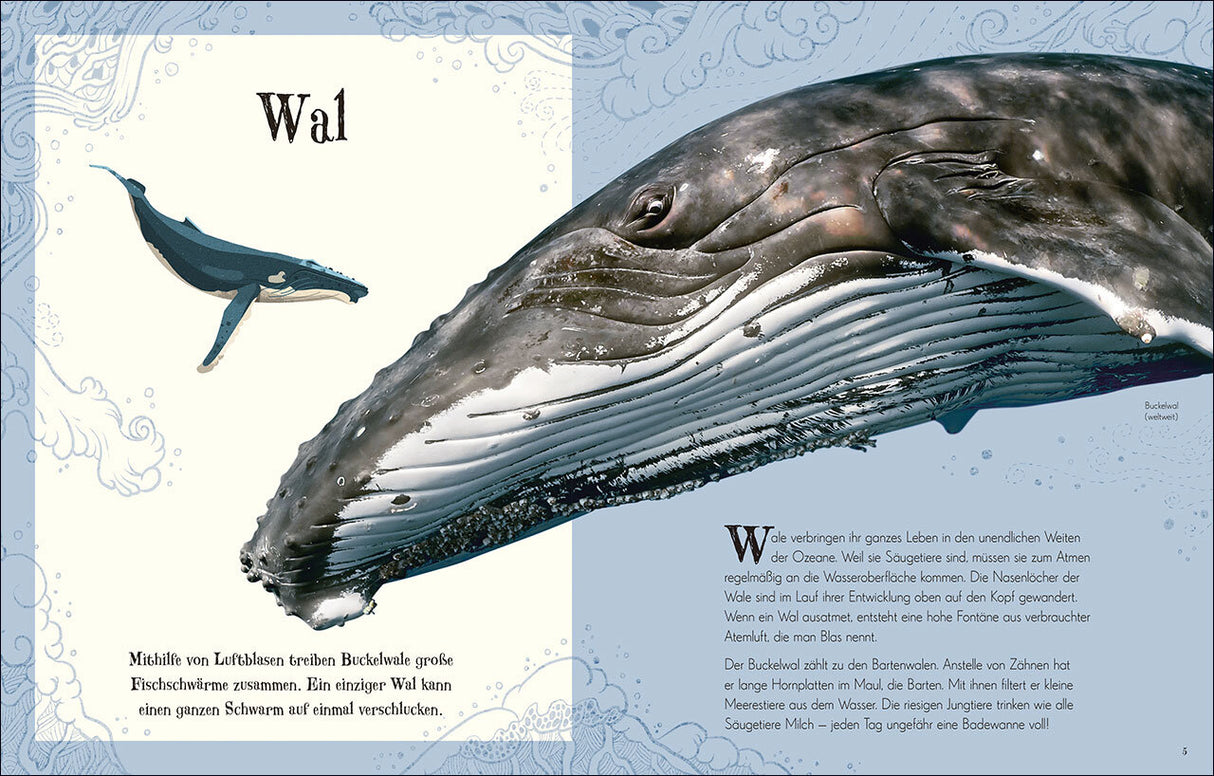 Großer Buckelwal mit geöffnetem Maul, daneben eine Walfisch-Illustration, Text über Wal- und Walhai-Infos.