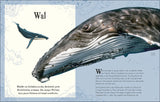 Großer Buckelwal mit geöffnetem Maul, daneben eine Walfisch-Illustration, Text über Wal- und Walhai-Infos.