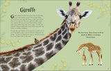 Giraffe mit langem Hals, blauer Zunge, streift Blätter von Akazienbäumen; Illustration eines Giraffenpaares.