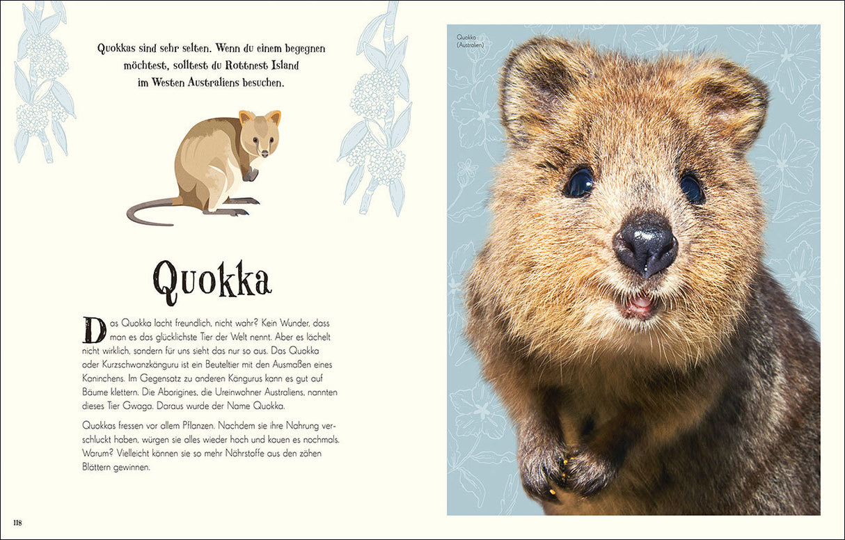Seitenlayout mit Text über Quokkas auf der linken Seite und ein großes, realistisches Foto eines Quokkas auf der rechten Seite.