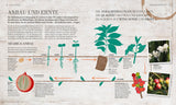 Infografik zeigt den Wachstumsprozess von Kaffeepflanzen, von Samen bis zur Ernte nach mehreren Jahren.