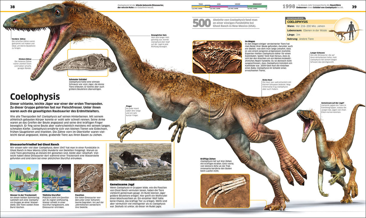 Skelett eines Coelophysis, an einer Fundstelle bei Ghost Ranch, New Mexico, gefunden.