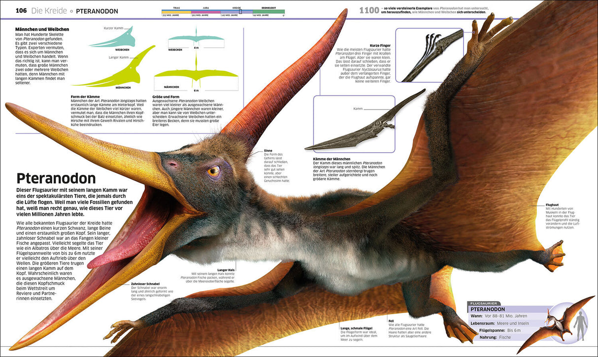Pteranodon mit langem Schnabel, Flügelspannweite bis 6 m, lebte vor 88-81 Mio. Jahren, ernährte sich von Fischen.