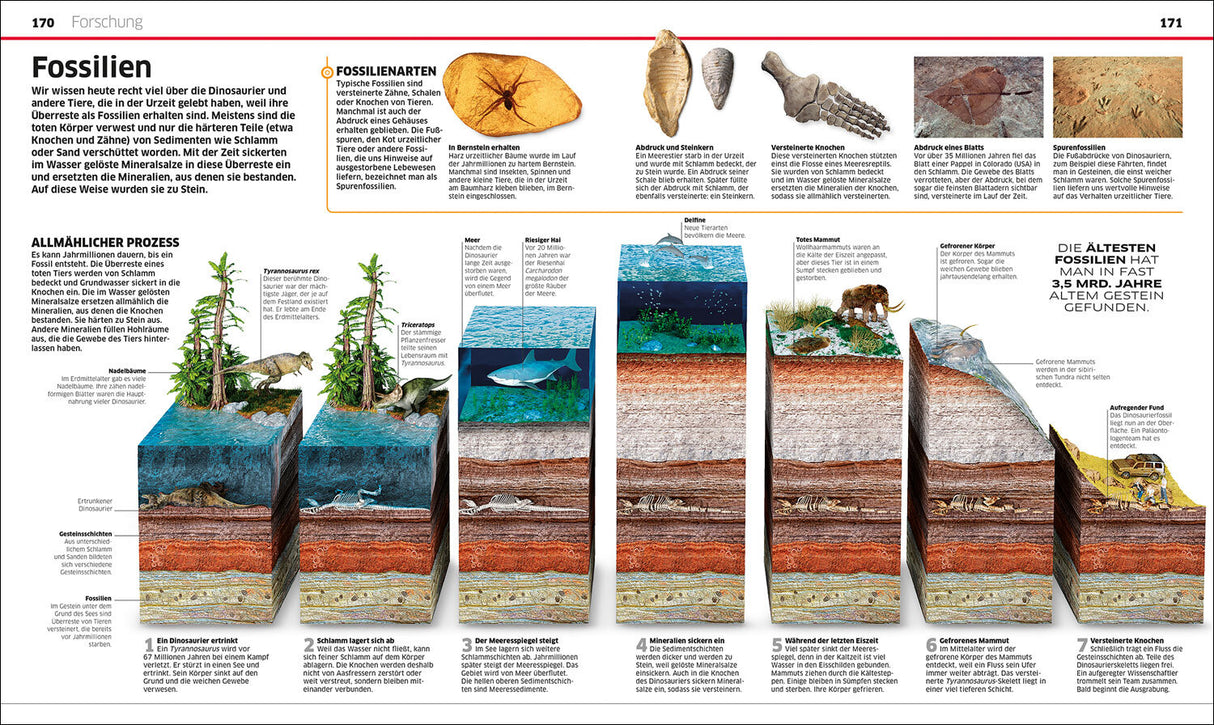 Diagramm zeigt die Entstehung und Fossilisation von Dinosauriern in mehreren Schritten.