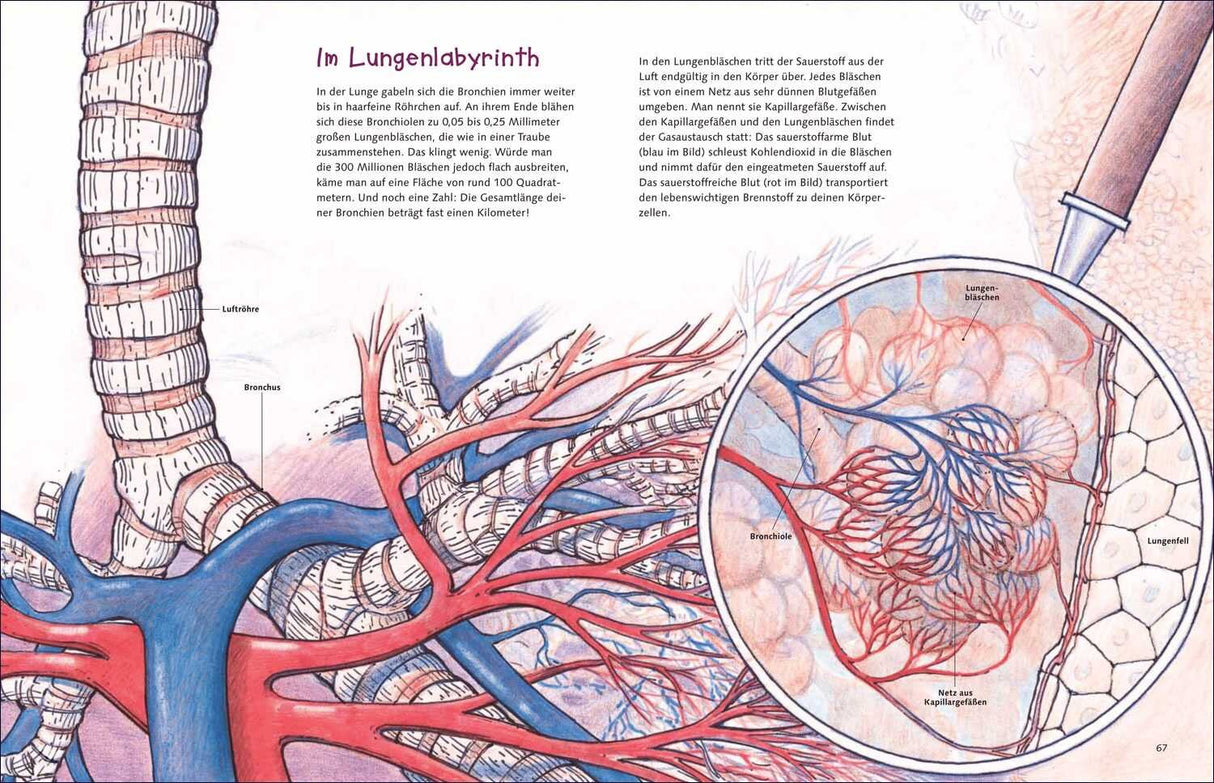 Diagramm des menschlichen Bronchialsystems mit Lungenbläschen, Bronchien, Blut- und Kapillargefäßen.