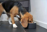 Welpe frisst aus einer schwarzen Schüssel auf dunklem Boden.