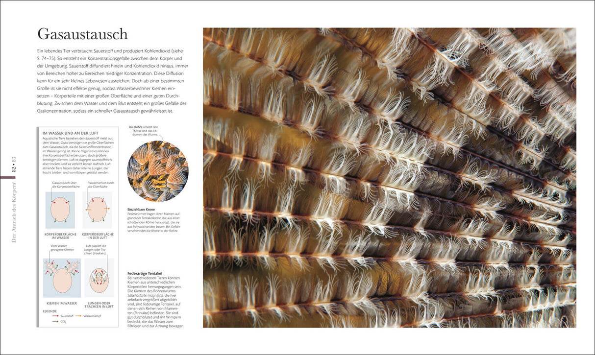 Mikrokosmos - Wunderwelt der kleinsten Lebewesen.