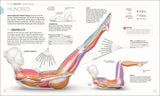 Detaillierte Illustration einer Pilates-Übung mit Muskulatur, Gelenken und Bewegungsabläufen in Seitenansicht.