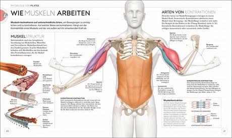Skelettmodell mit farblich markierten Muskeln, Knochen und Gelenkwinkeln, dazu erklärende Texte zu Muskelkontraktionen.